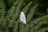 Idaea Fuscovenosa (1)